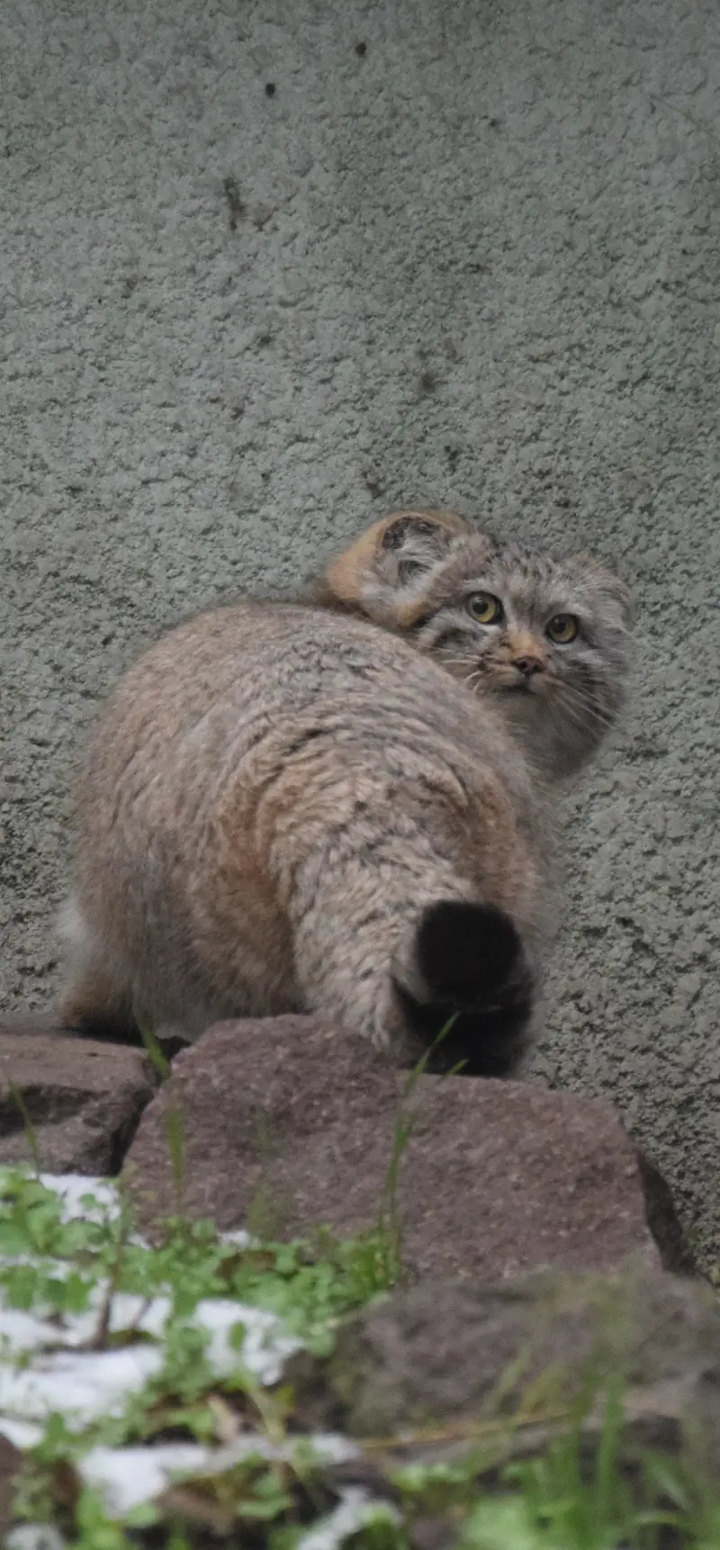 A photograph of Lucy in Budapest Zoo &amp; Botanical Garden