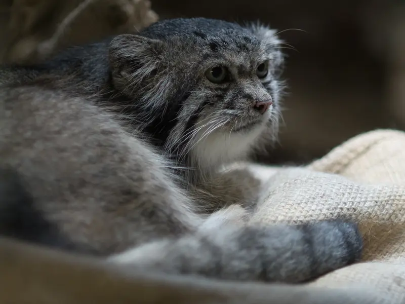 A photograph of Klyon in Ueno Zoological Gardens