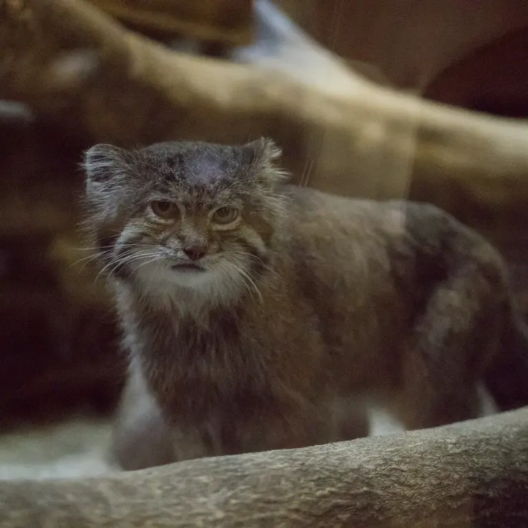 A photograph of Klyon in Ueno Zoological Gardens