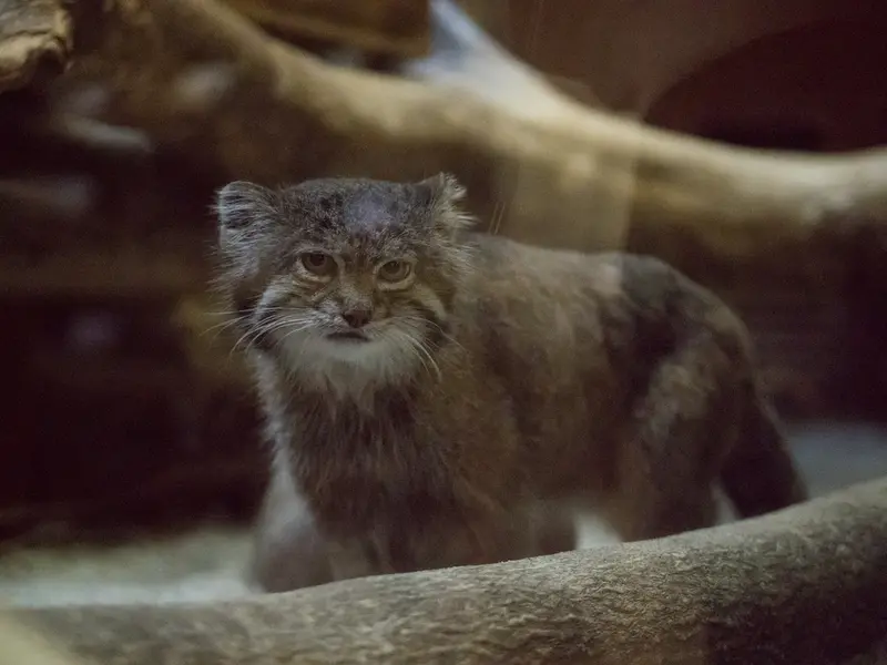 A photograph of Klyon in Ueno Zoological Gardens