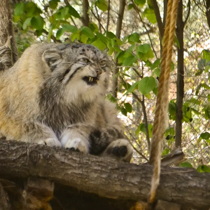 A photograph of Red in Cheyenne Mountain Zoo