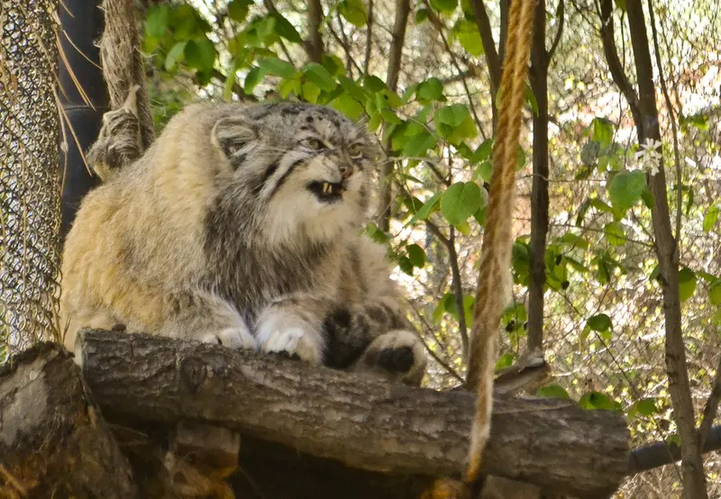 A photograph of Red in Cheyenne Mountain Zoo