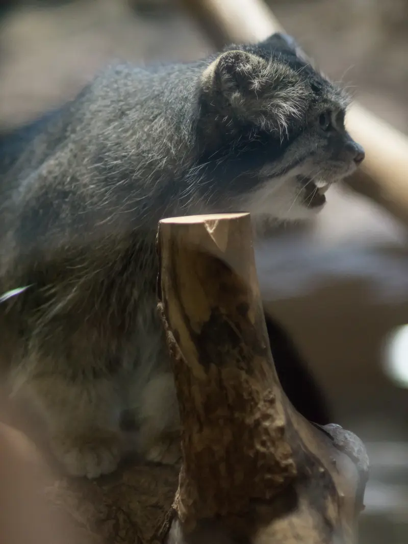 A photograph of Klyon in Ueno Zoological Gardens