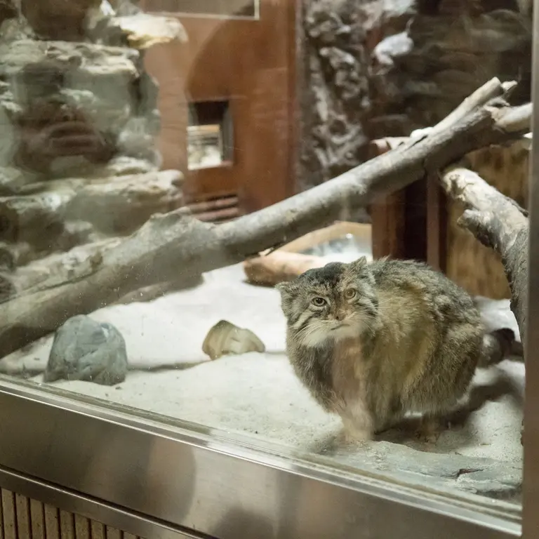 A photograph of Primula in Ueno Zoological Gardens