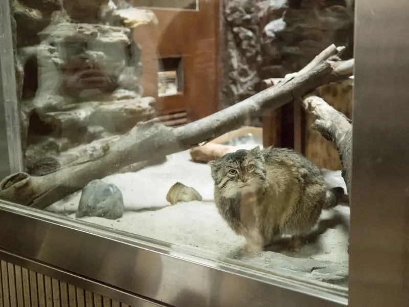 A photograph of Primula in Ueno Zoological Gardens