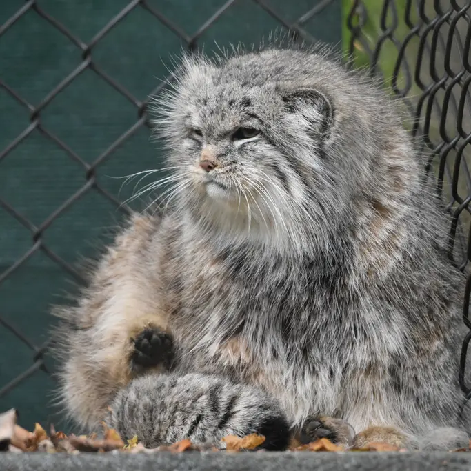 A photograph of Penelope in Cotswold Wildlife Park and Gardens