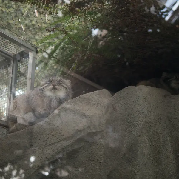 A photograph of Az and Oto in Kobe Animal Kingdom