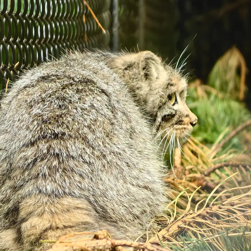 A photograph of Akkem in Novosibirsk Zoo