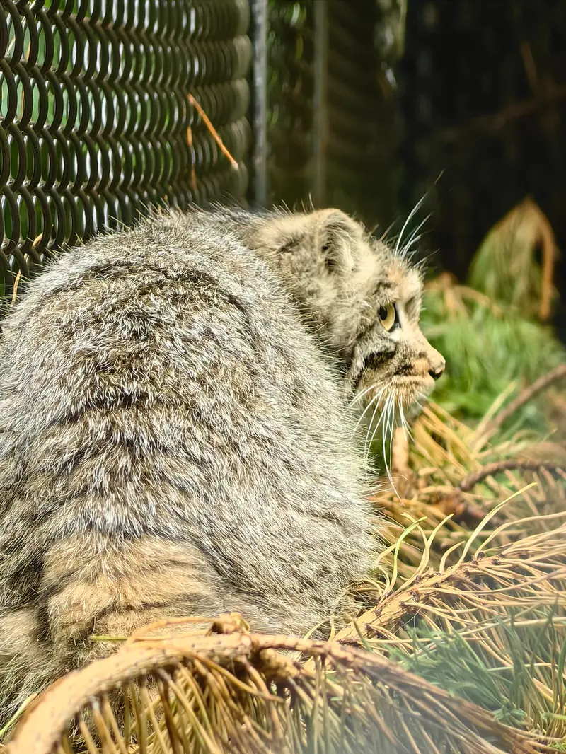 A photograph of Akkem in Novosibirsk Zoo
