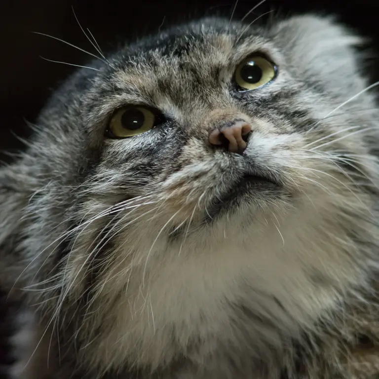 A photograph of Primula in Ueno Zoological Gardens