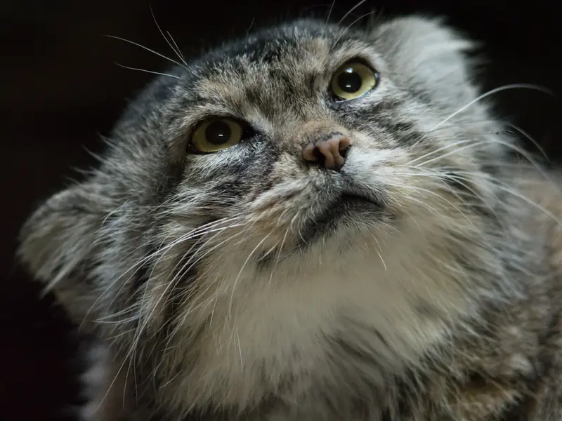 A photograph of Primula in Ueno Zoological Gardens