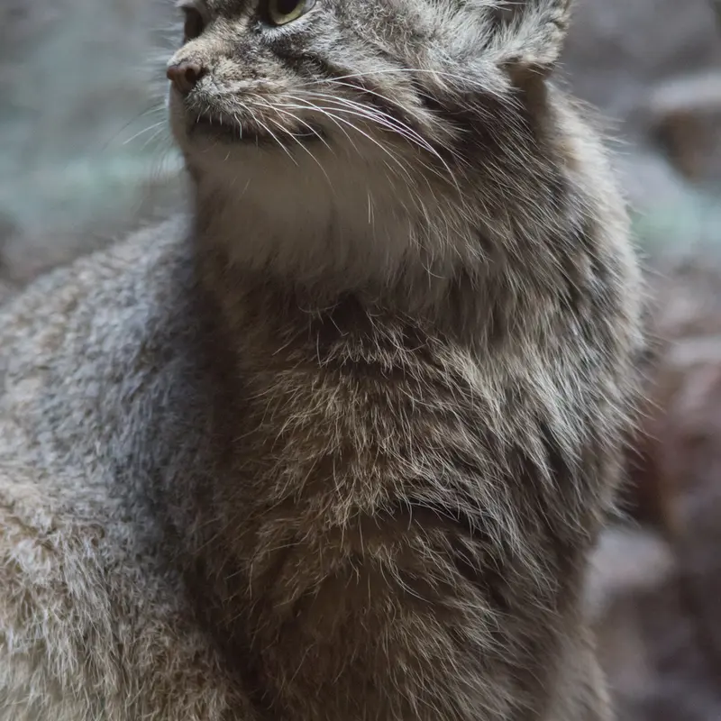 A photograph of Primula in Ueno Zoological Gardens