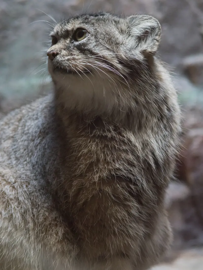 A photograph of Primula in Ueno Zoological Gardens