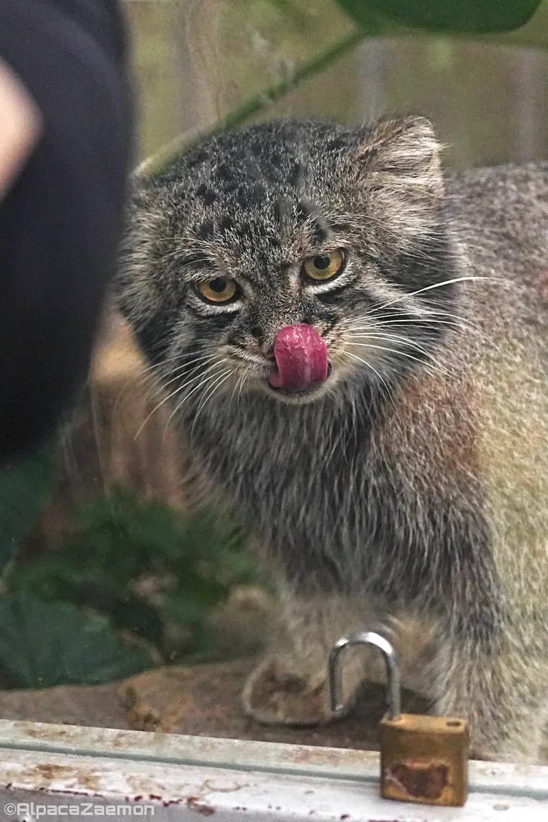 A photograph of Nar in Kobe Animal Kingdom