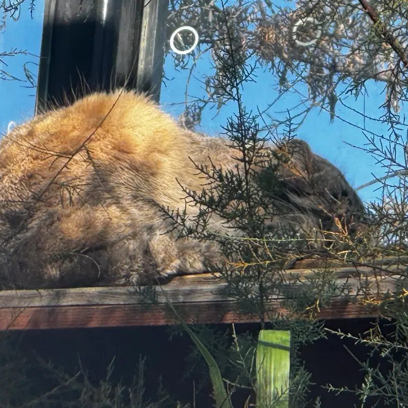 A photograph of Spay in Prague Zoo
