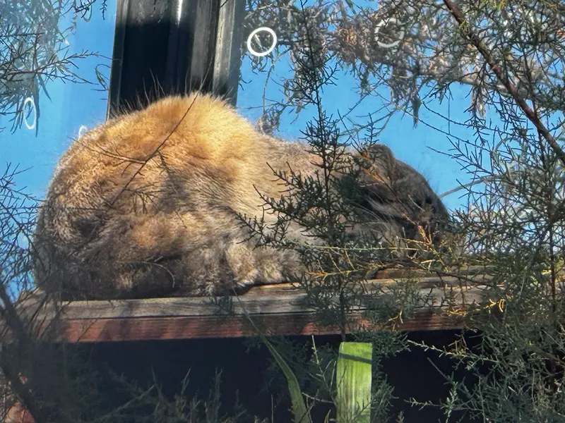 A photograph of Spay in Prague Zoo