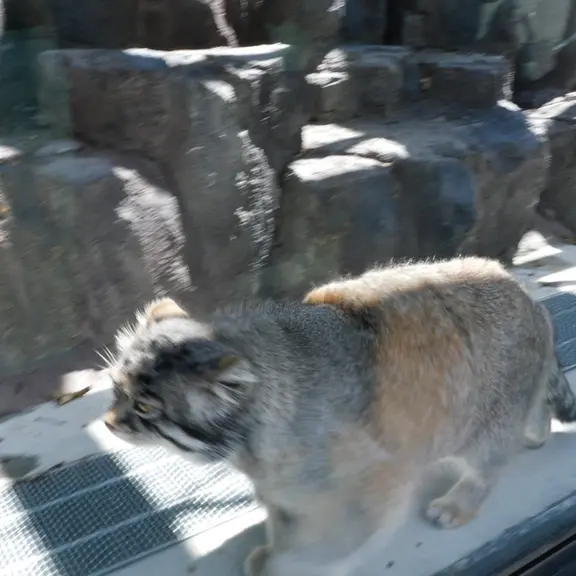 A photograph of a Pallas's cat in Asahiyama Zoo