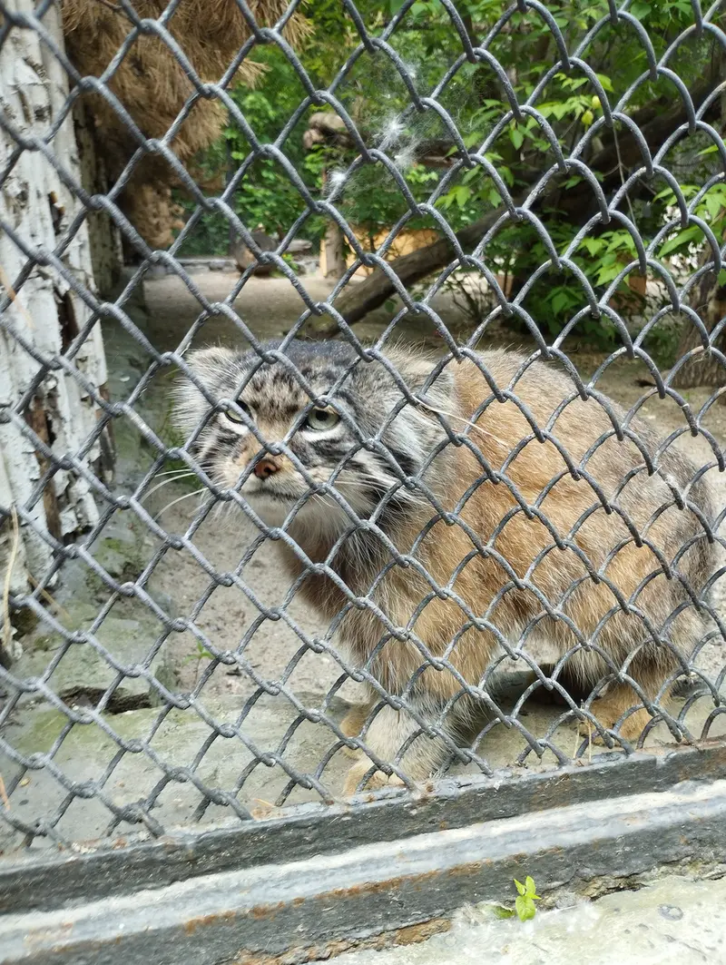 A photograph of a Pallas's cat in Novosibirsk Zoo