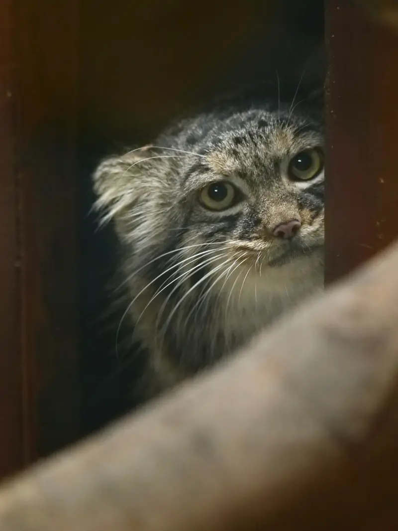 A photograph of Shafran in Ueno Zoological Gardens