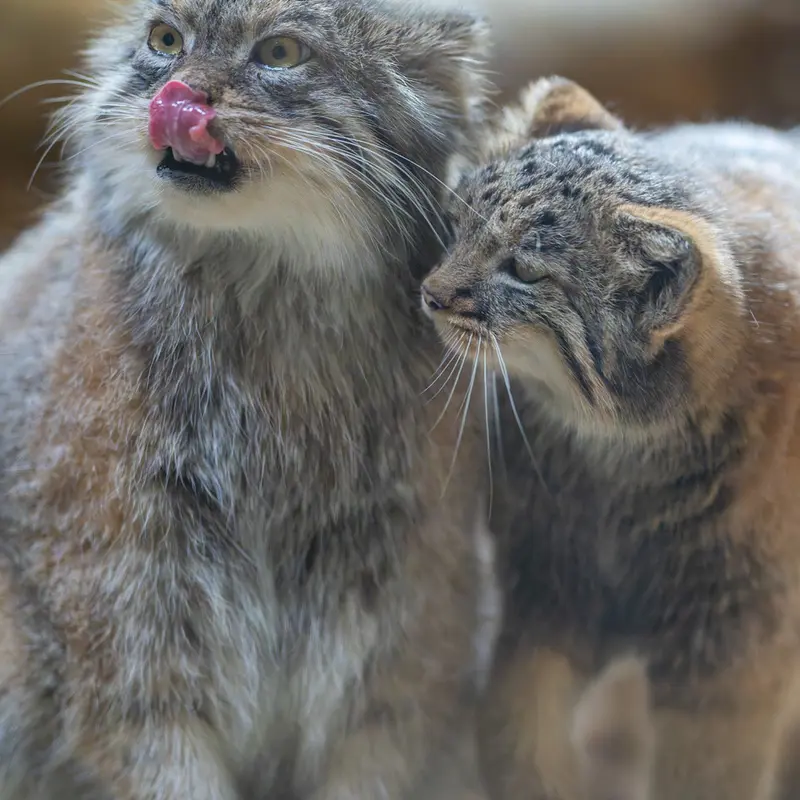 A photograph of Primula and Abrikos in Ueno Zoological Gardens