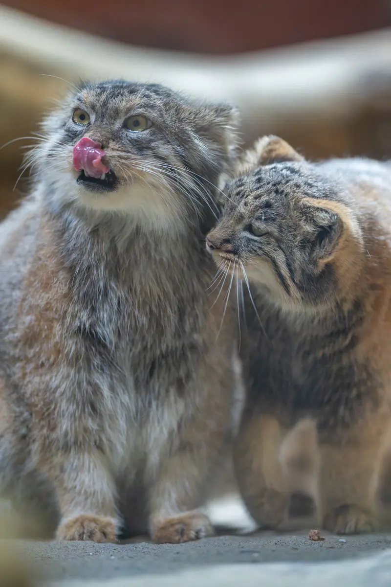 A photograph of Primula and Abrikos in Ueno Zoological Gardens