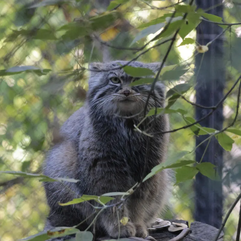 A photograph of Zosya in Novosibirsk Zoo