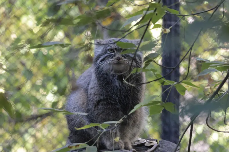 A photograph of Zosya in Novosibirsk Zoo
