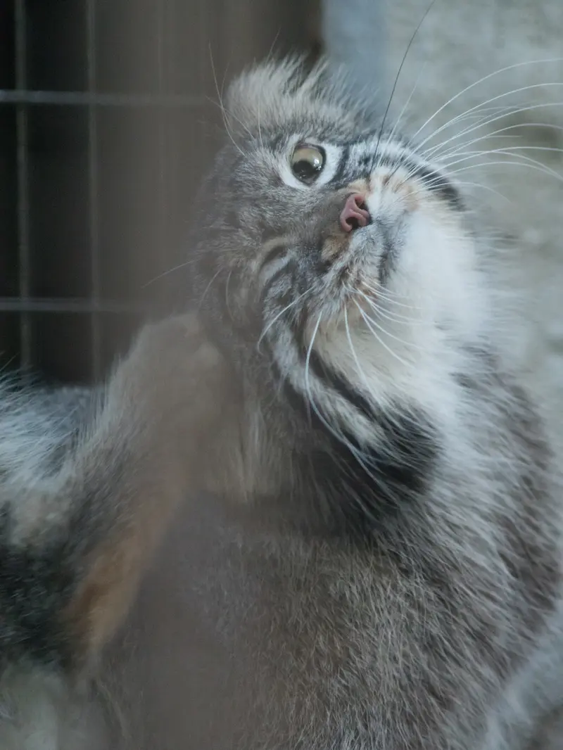 A photograph of Figa in Nogeyama Zoo