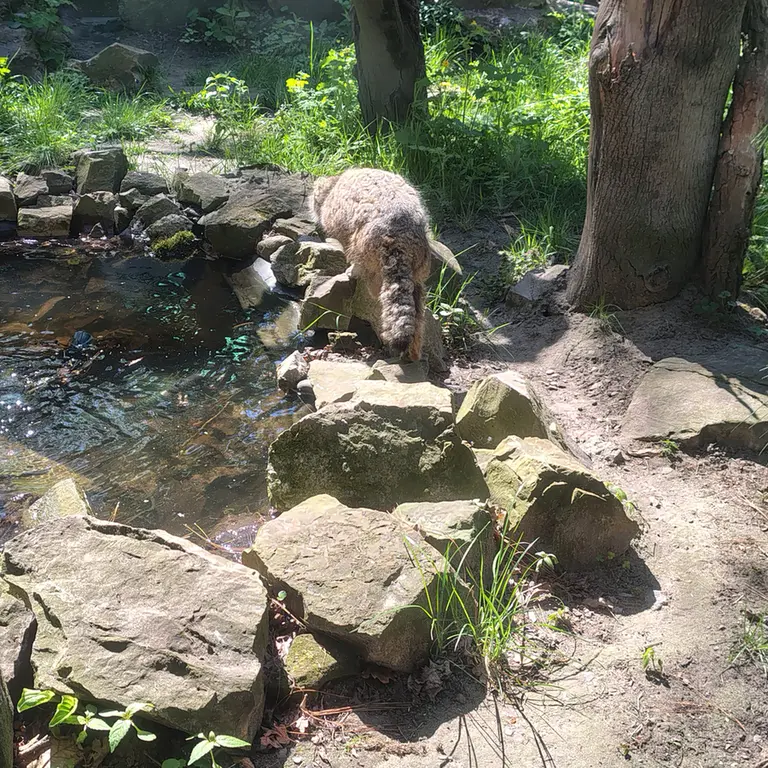 A photograph of Pazzo in Łódź Zoo