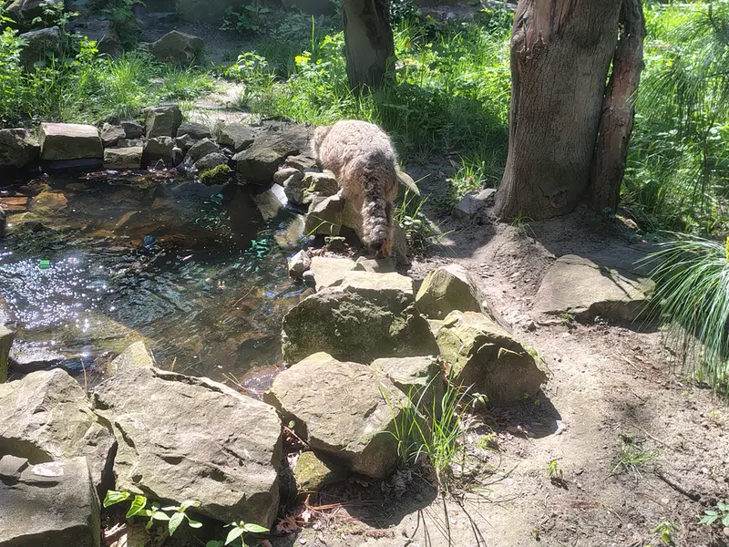 A photograph of Pazzo in Łódź Zoo