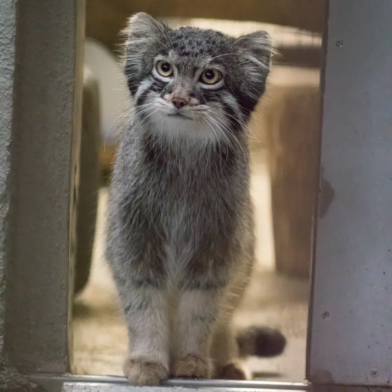 A photograph of Figa in Nogeyama Zoo