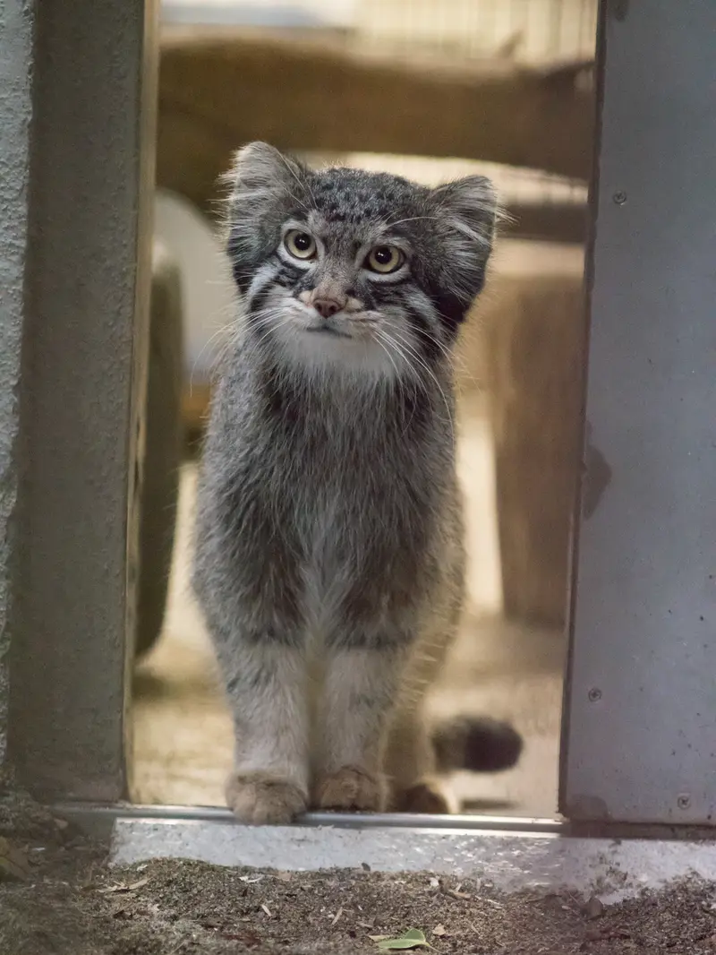 A photograph of Figa in Nogeyama Zoo