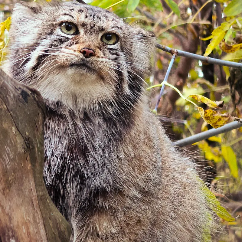 A photograph of Eve in Novosibirsk Zoo