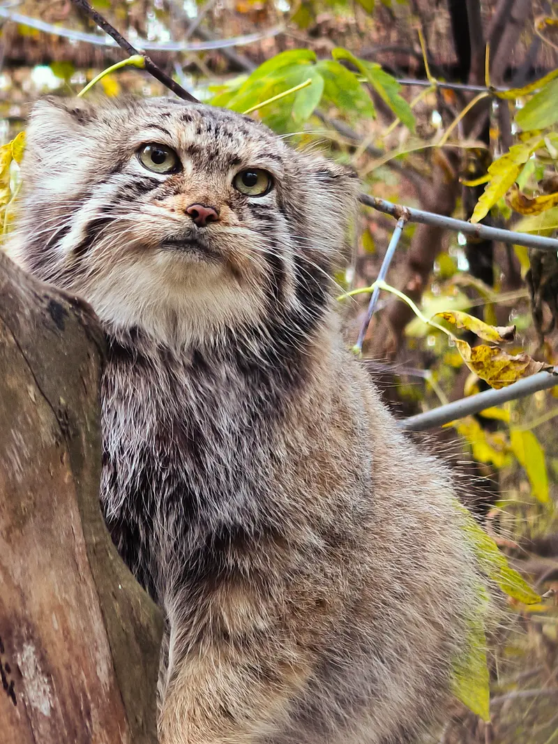 A photograph of Eve in Novosibirsk Zoo