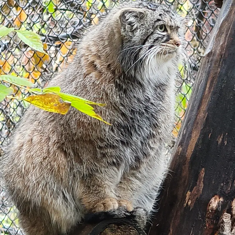 A photograph of Zosya in Novosibirsk Zoo