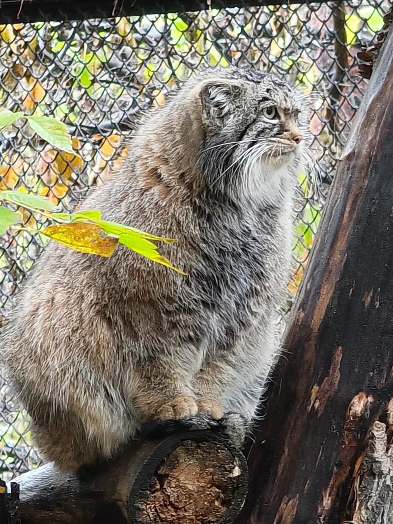 A photograph of Zosya in Novosibirsk Zoo