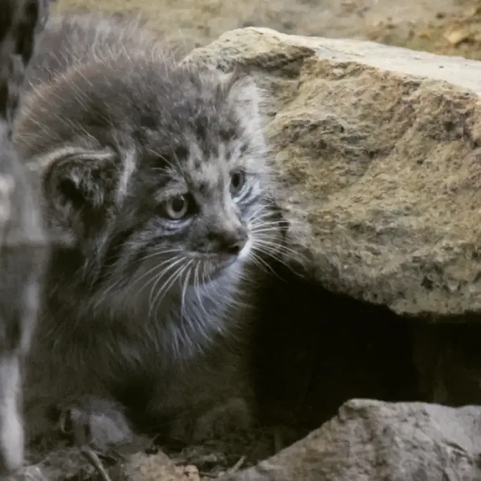 A photograph of Kitten of Lucy b. 2026 Ⅰ in Budapest Zoo & Botanical Garden