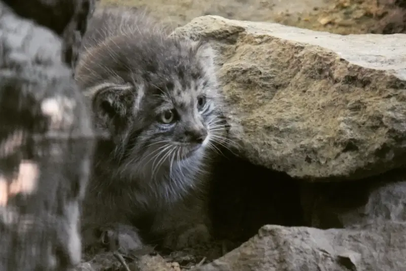 A photograph of Kitten of Lucy b. 2026 Ⅰ in Budapest Zoo & Botanical Garden