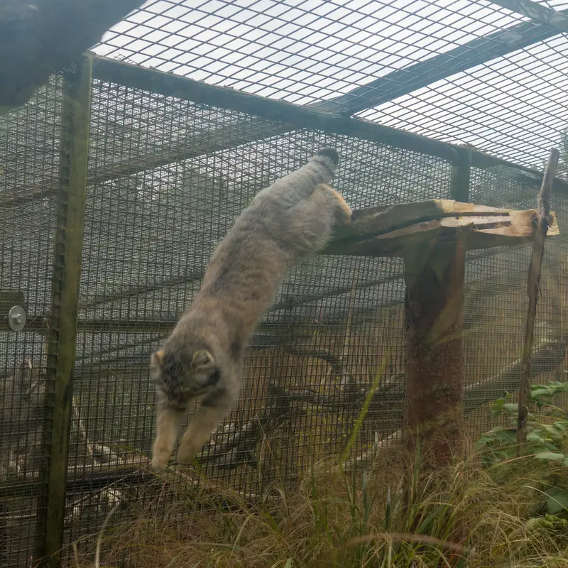 A photograph of Akiko and Duchess in Edinburgh Zoo