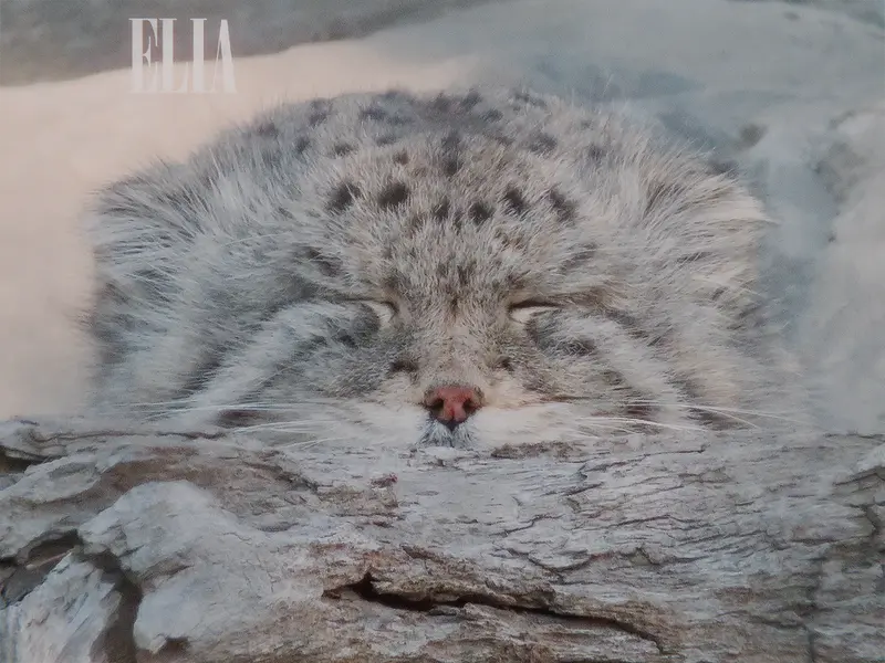 A photograph of Olaf in Calgary Zoo / Wilder Institute