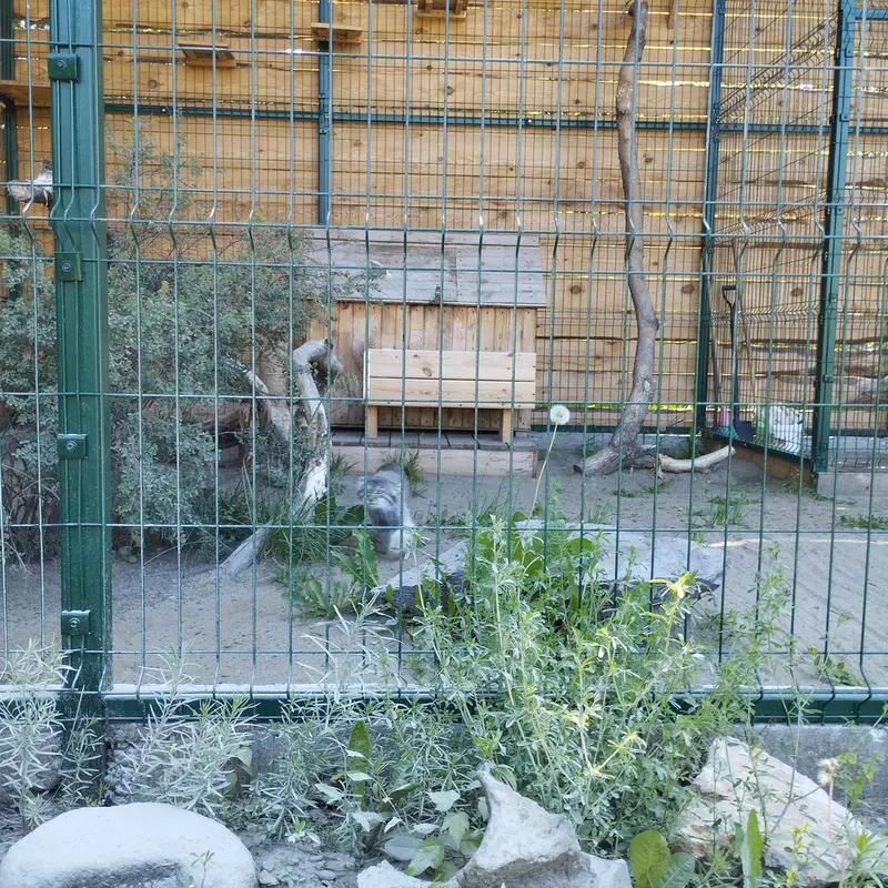 A photograph of Pepe in Barnaul zoo “Lesnaya skazka”