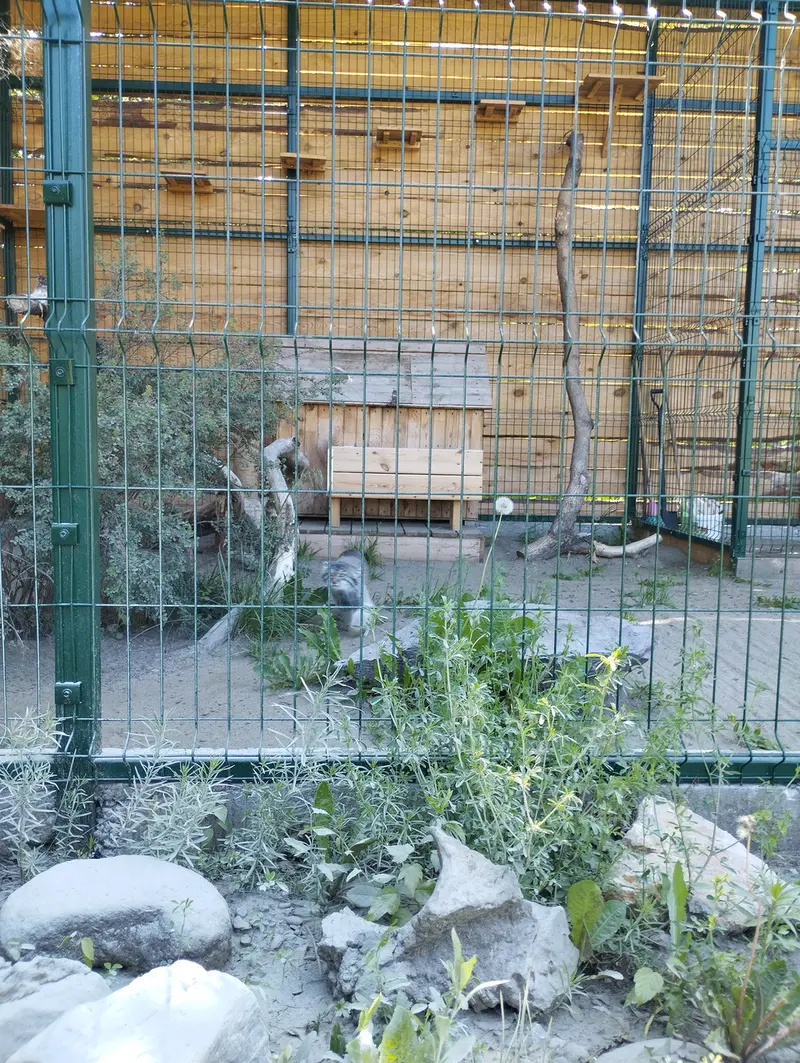 A photograph of Pepe in Barnaul zoo “Lesnaya skazka”