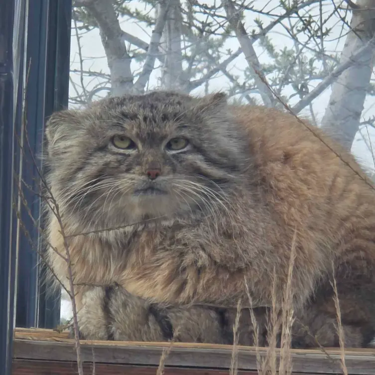 A photograph of Spay in Prague Zoo