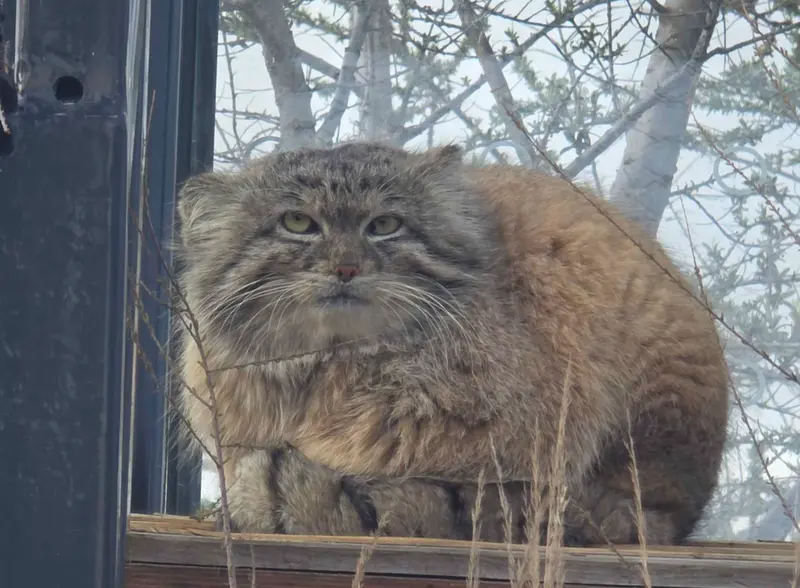 A photograph of Spay in Prague Zoo