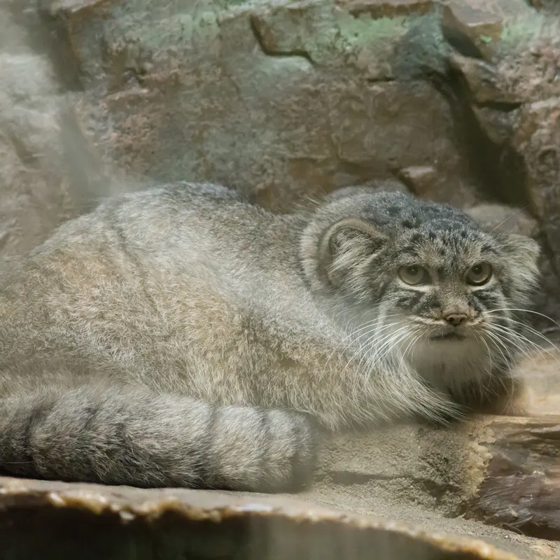 A photograph of Shafran in Ueno Zoological Gardens