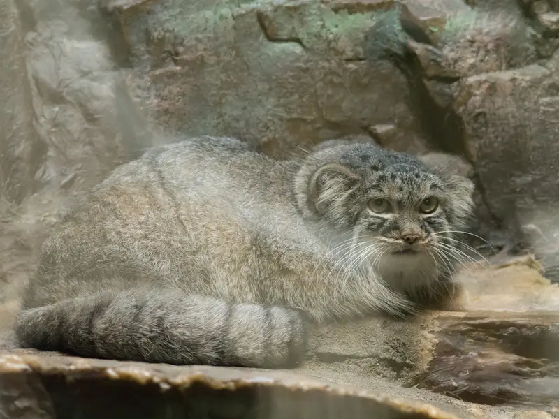 A photograph of Shafran in Ueno Zoological Gardens