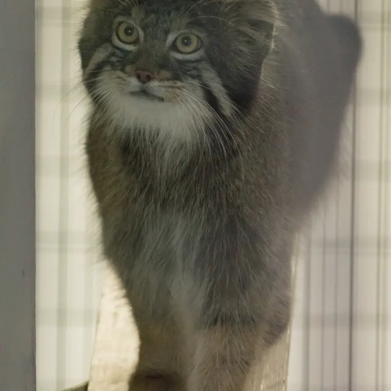 A photograph of Figa in Nogeyama Zoo