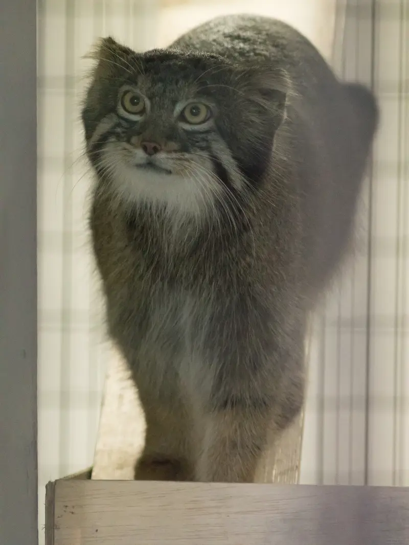 A photograph of Figa in Nogeyama Zoo