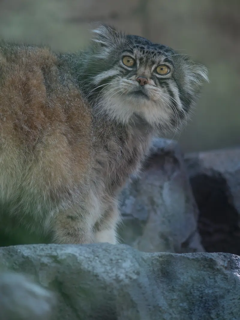 A photograph of Grusha in Asahiyama Zoo