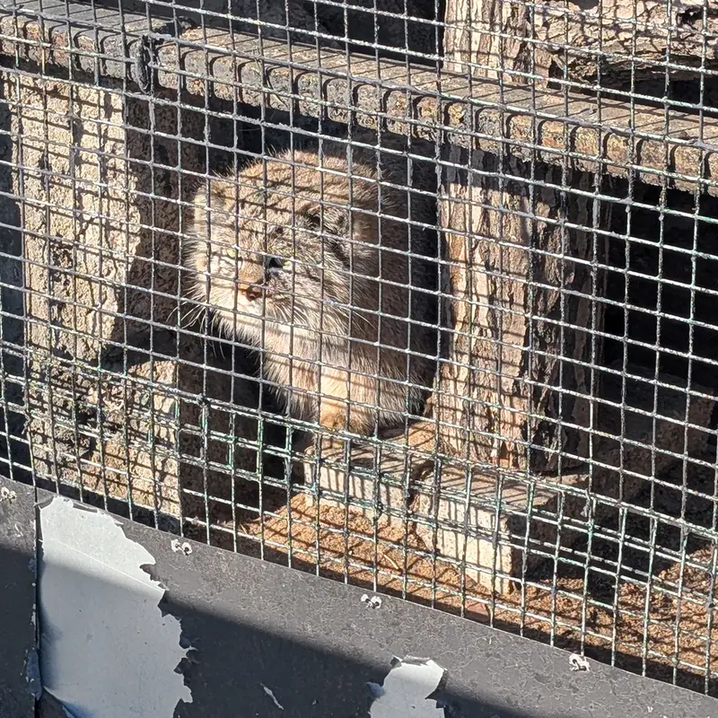 A photograph of Pepe in Leningrad zoo